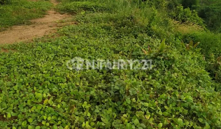 Kavling Luas 5891m2 Di Jonggol Bogor Jawa Barat