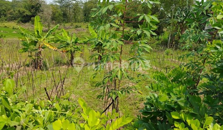 Tanah di Serang.cibarusa.di Jual Segera