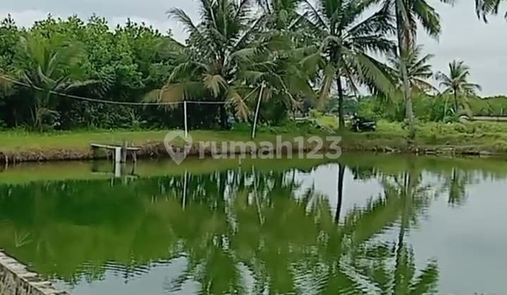 Tambak Udang Luas di Parigi Pangandaran