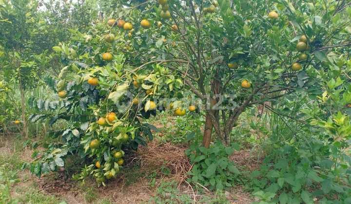 Tanah Kebun di Petang SHM 4855 M2 Cocok untuk Kavling