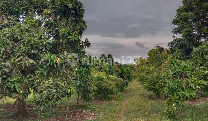 Tanah di Desa Kertajadi