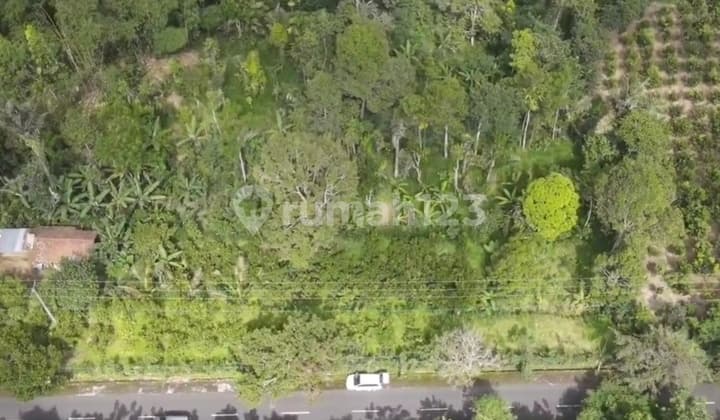 Tanah Komersial Panorama Hutan di Pelaga dengan Udara Sejuk Alami