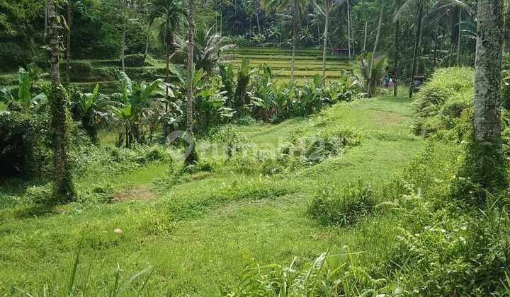 Tanah View Sawah Dan Jangle Luas Di Tegallalang Ubud
