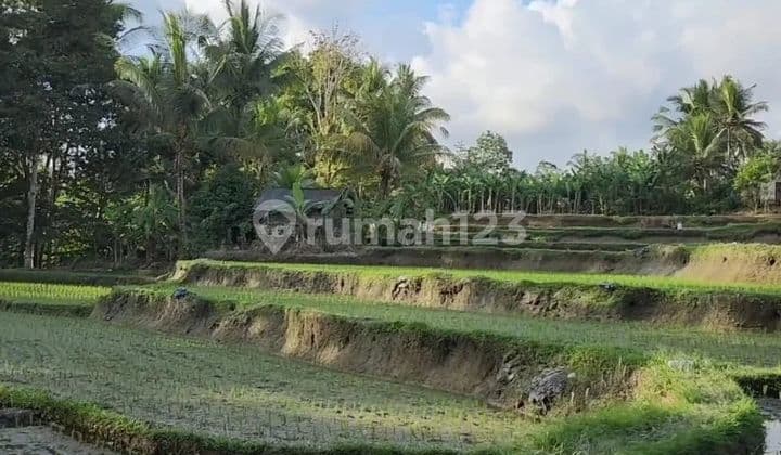 Jarang Ada, Tanah View Sawah di Jalan Raya Utama Capella Resort