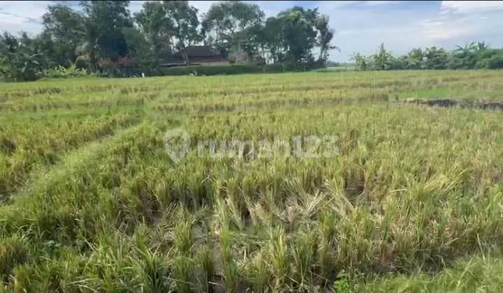 Tanah Full View Sawah Dan Laut 2750m2 Pantai Pasut Tabanan