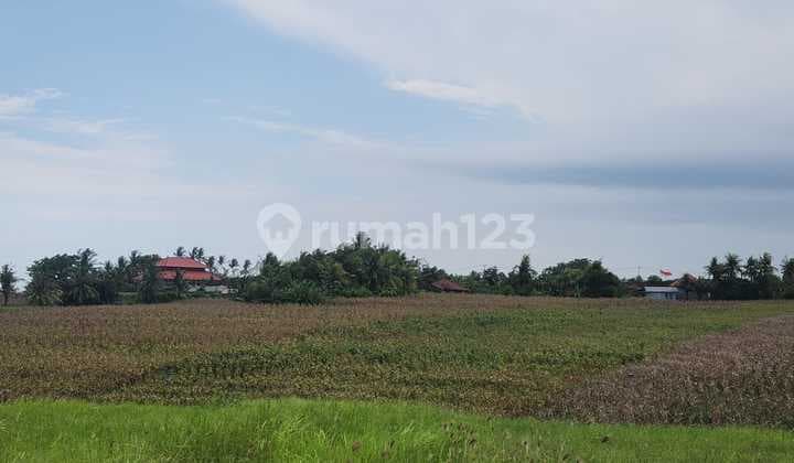 Tanah Langka Full View Sawah Dan Laut Di Kelecung Tabanan