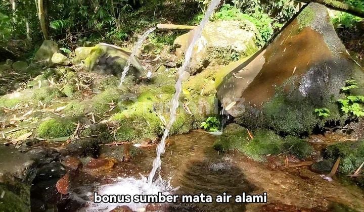 Tanah View Terasering Sawah Bonus Sumber Mata Air di Tabanan