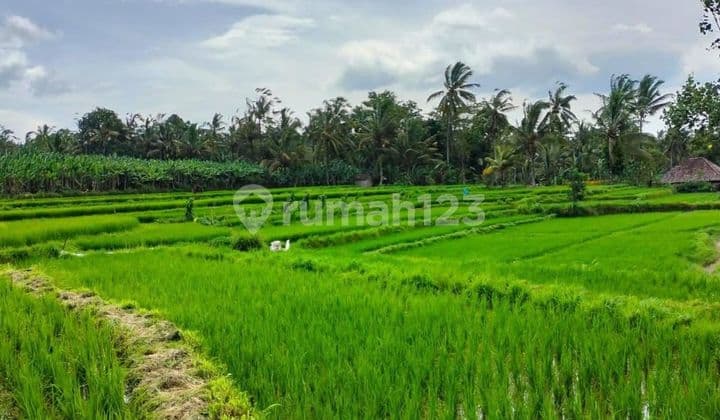 Tanah View Sawah Payangan Ubud Area Tenang & Potensial