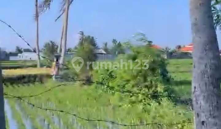 Tanah View Sawah Eksklusif Dekat Pantai Kedungu