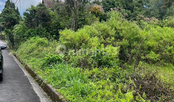 Tanah Strategis View Danau Buyan Suasana Asri Dan Tenang