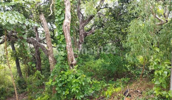 Cheap Land Near Labuan Sait Beach, Uluwatu