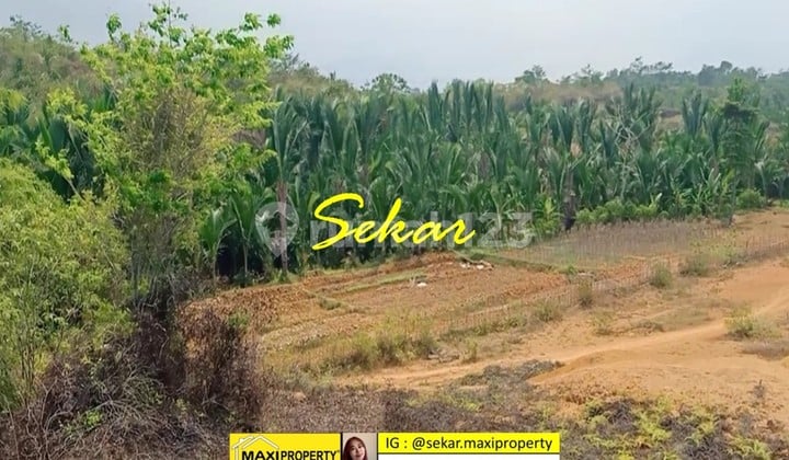 For Sale Tanah Berbukit Hamparan Luas di Labuan Pandeglang Banten