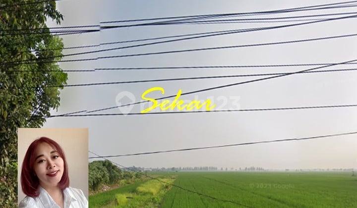 Tanah Komersial Pemalang Lokasi Super Strategis Dekat Pintu Tol