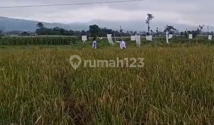 LAHAN SAWAH DI LEBAK WANGI ARJASARI