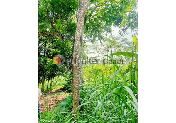 Kavling Dsn Klampeyan Noborejo Argomulyo Salatiga