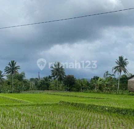 Mn - Rice Field Land for Sale in Cisaat Sukabumi