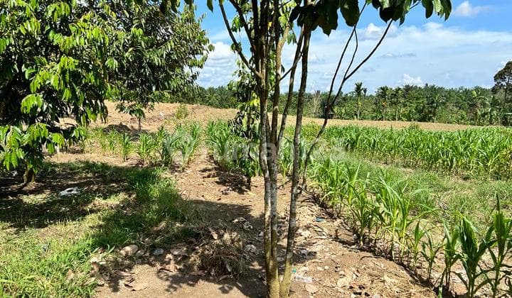 Dijual Tanah Pertapaan Jl. Tj. Morawa, Deli Serdang