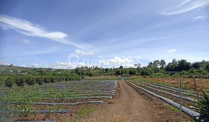 Tanah Jl.raya Tongging, Merek, Karo,berastagi Dekat Ke Simalem