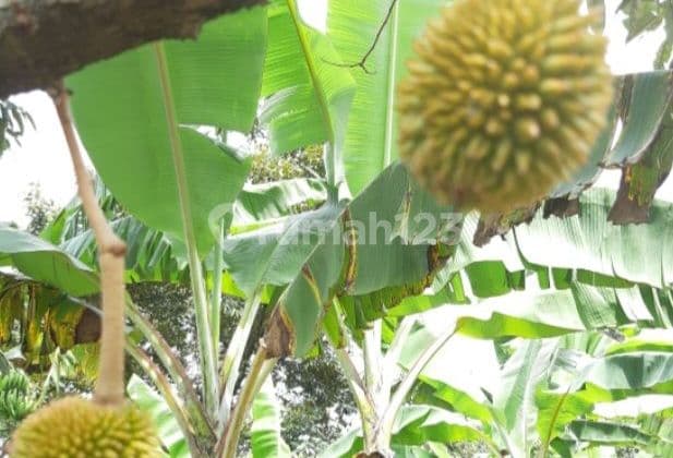 Tanah di jual di pamulang bisa jadi resto ,perumahan,perkebunan