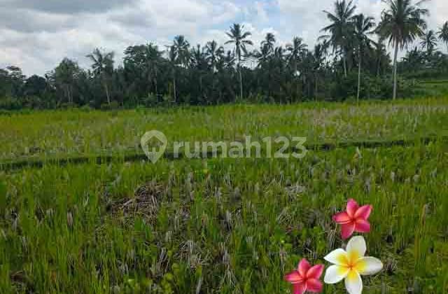 jtu 1216, tanah di tegallalang luas 10 are cocok villa