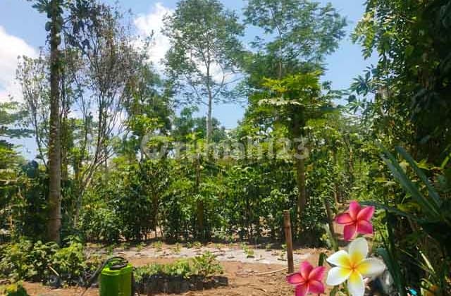 Tanah, di Ubud-Tegallalang Luas 10 Are Cocok Villa (Tu 1249)