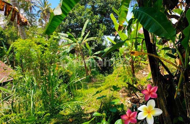 Tanah di Payangan-Bali Luas 31 Are Cocok Investasi (Jtu 1126)