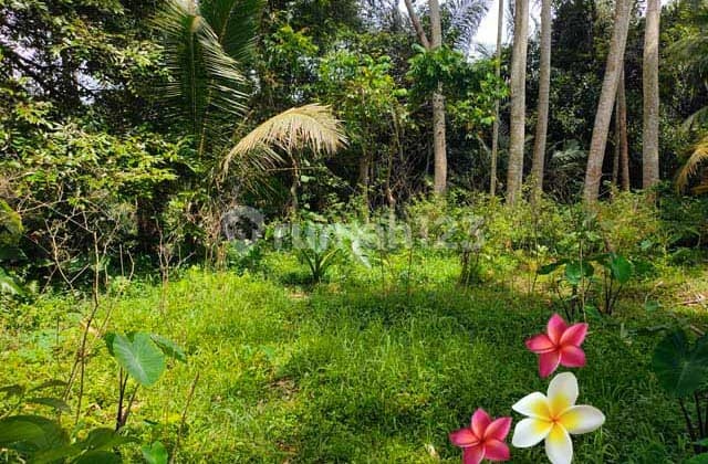 Tanah, di Tegallalang Luas 51 Are (Jtu 1165) View Sawah