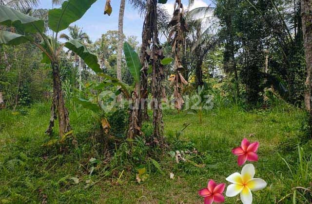 Jtu 1121, Tanah Luas 10 di Tegallalang Bali Cocok Dibanhun Villa