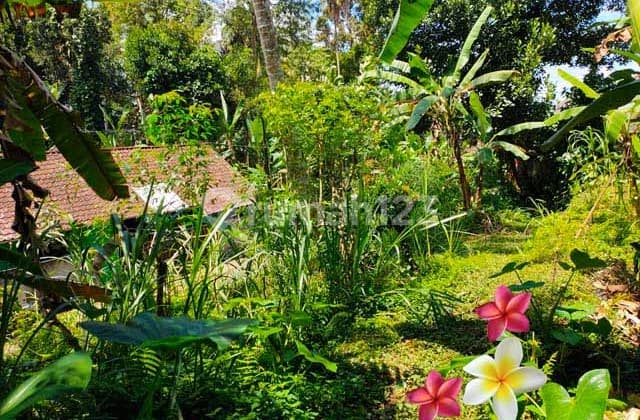 jtu 1126, tanah luas 3100 m2 di payangan cocok investasi