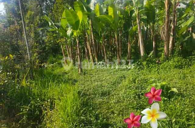 Tanah, di Ubud-Tegallalang Luas 11 Are Lingkungan Villa (Jtu1239)