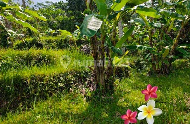 Tanah di Ubud-Tegallalang Luas 46 Are Cocok untuk Villa