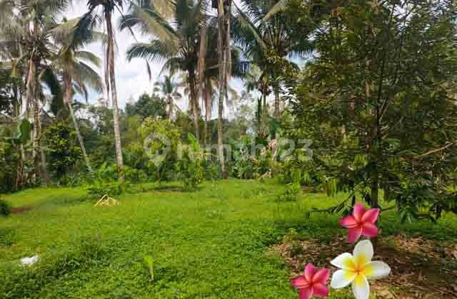 Jtu 1234, Tanah Di Payangan Luas 23 Are Cocok Investasi