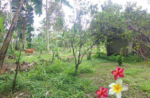 Tanah, di Tegallalang Luas 30 Are (Jtu 1070) Cocok Investasi