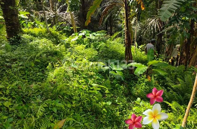 Jtu 1165, Tanah di Tegallalang Bali Luas 51 Are Bagus Investasi