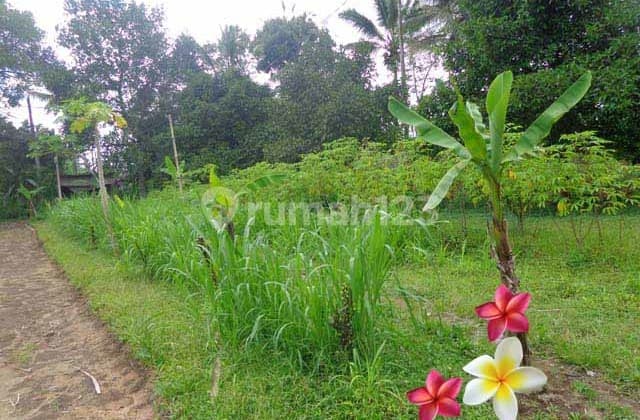 Jtu 1070, Tanah Luas 30 Are di Tegallalang Bali Cocok Investasi