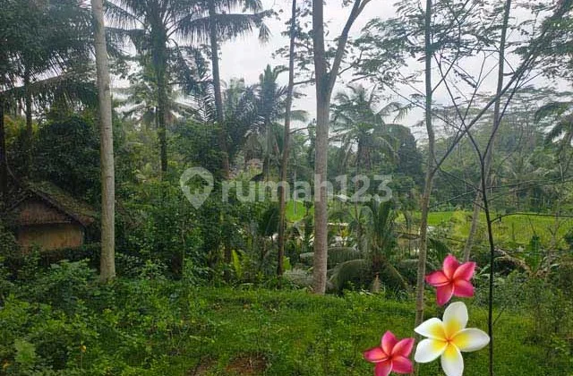 Tanah, di Tampaksiring Luas 17 Are (Jtu 1169) Cocok Investasi