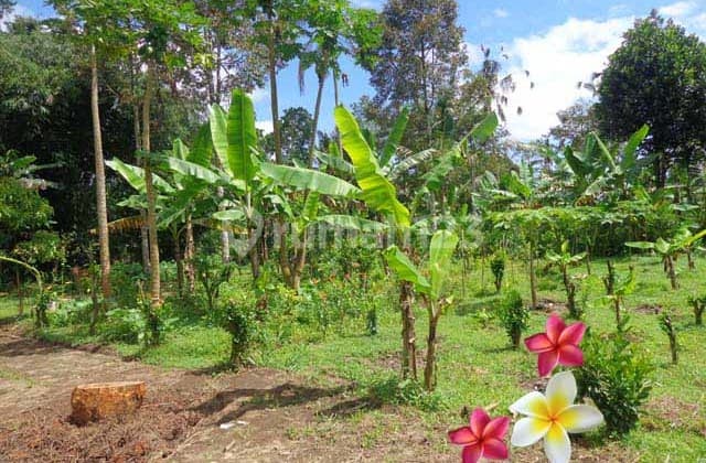 JTU 1070, Tanah Luas 30 Are Cocok Investasi Di Tegallalang