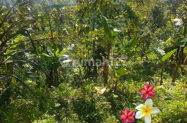 Tanah di Tegallalang-Bali Luas 28 Are Cocok Villa Komersil (1240)