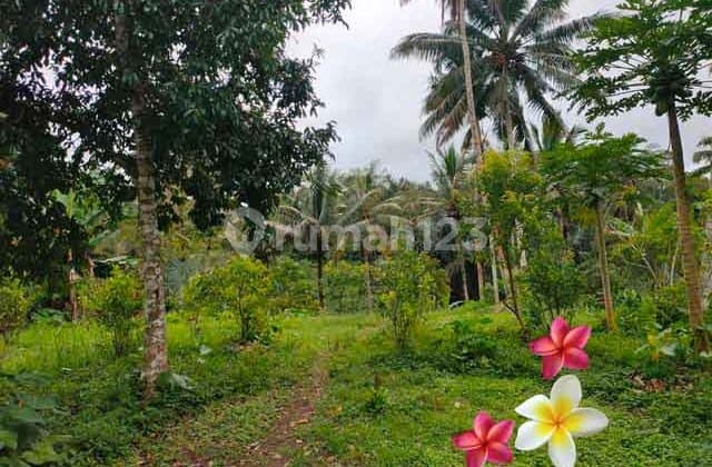 Tanah, di Ubud-Tegallalang Luas 150 Are (Jtu 1150) Cocok Villa