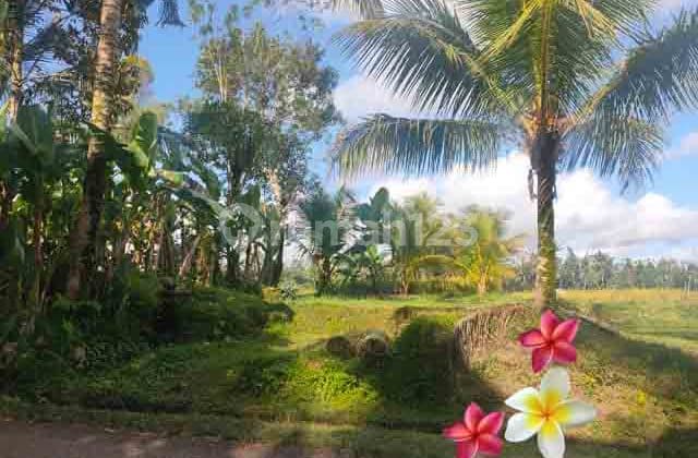 JTU 1239, Tanah Di Tegallalang Luas 11 Are View Sawah