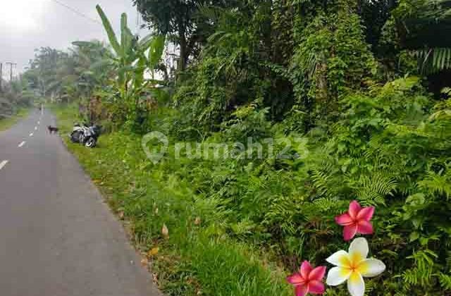 JTU 1236, Tanah Di Payangan-Ubud luas 33 Are Cocok Villa