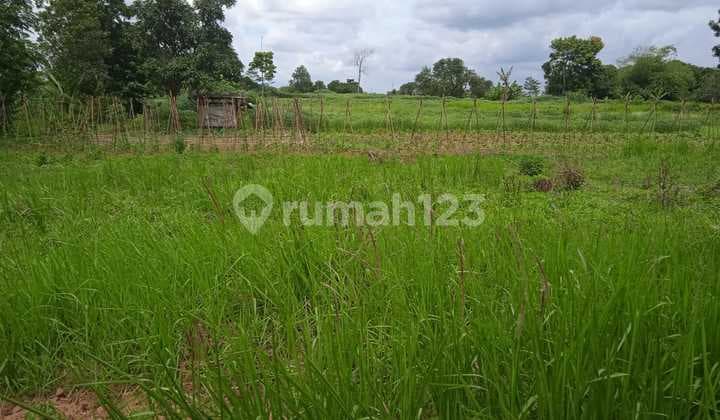 Tanah Barengkok Jasinga Bogor Lokasi Bagus Strategis Jalan Cor