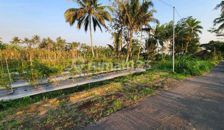 Tanah Di Jl Kaliurang Dekat Resto Otadan Cocok Untuk Resto Atau Homestay