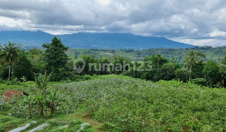 A 19,000m² plot of land for crystal guava cultivation, close to the Sukabumi toll gate.