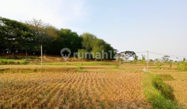 DIJUAL TANAH LUAS NOL JALAN DI PANDAAN PASURUAN BW 239