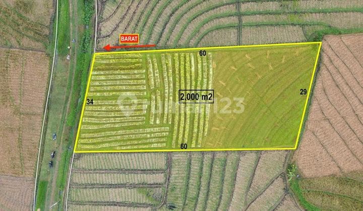 Land Freehold Ricefield View In Selemadeg Tabanan Bali