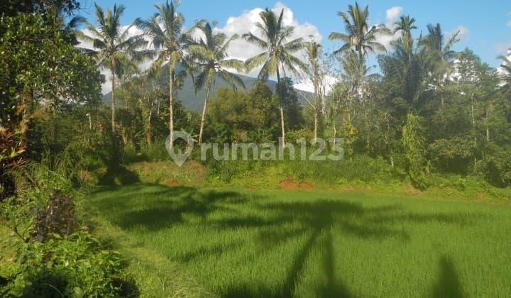 Absolute Natural Set 7450 Sqm Freehold Land in Sanda Tabanan Bali