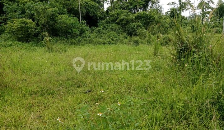 Tanah Kebun,Bisa di Pergunakan Apa Aja,Ternak Boleh,Kebun,Rumah Boleh