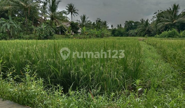 Sawah Produktik,Setahun 2 Kali Panen,Bagus Buat Empang ,Ternak Ikan,Depannya Kali Kecil