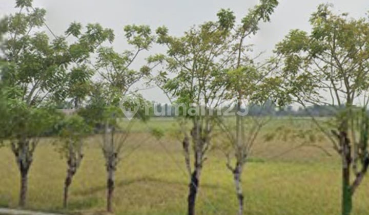 Tanah Sawah Siap Menikmati Hasilnya